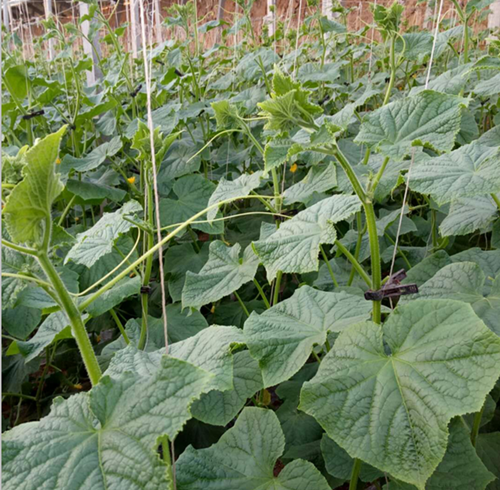 微生物菌肥,微聚富里酸,翠姆 微生物菌肥,微聚富里酸,翠姆