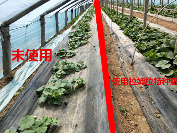 化肥,進口,菌肥