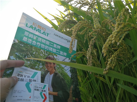 葉面肥，磷酸二氫鉀