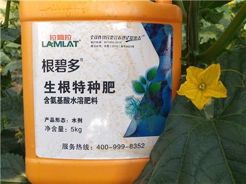 根碧多，菌劑，安碧解