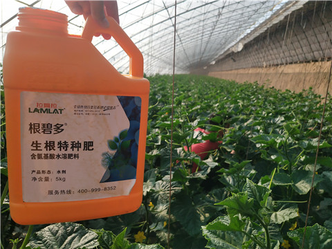 根碧多，菌劑，安碧解