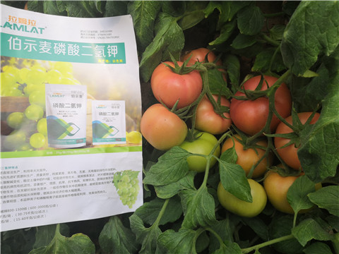 葉面肥，磷酸二氫鉀，鈣肥