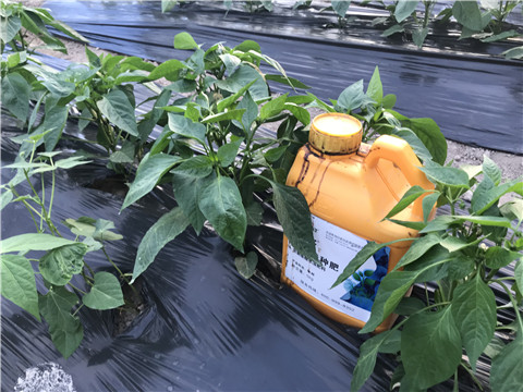 生根劑，根碧多