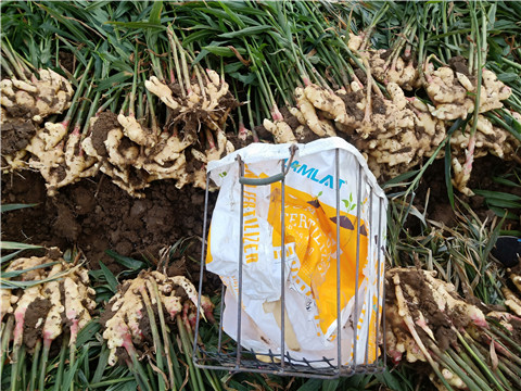 水溶肥，拉姆拉，翠姆