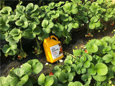 水溶肥，拉姆拉