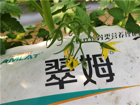 菌劑，拉姆拉