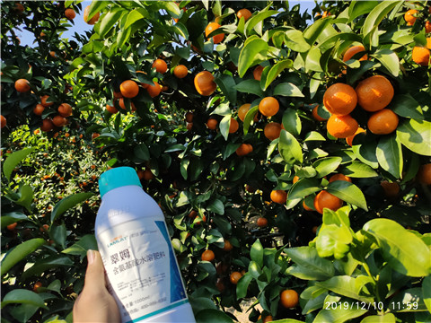 硼肥，拉姆拉