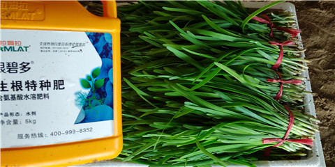 根碧多，拉姆拉