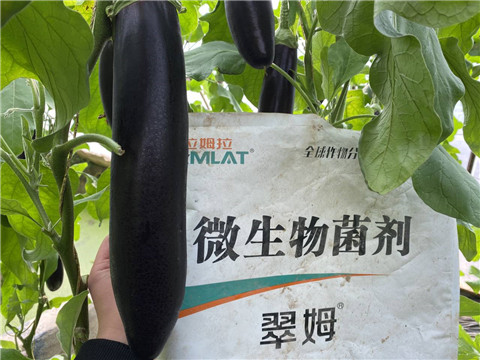 微生物菌劑，拉姆拉