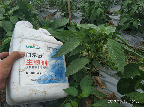 生根劑，伯示麥