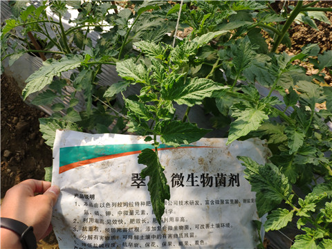 微生物菌劑 ，拉姆拉翠姆