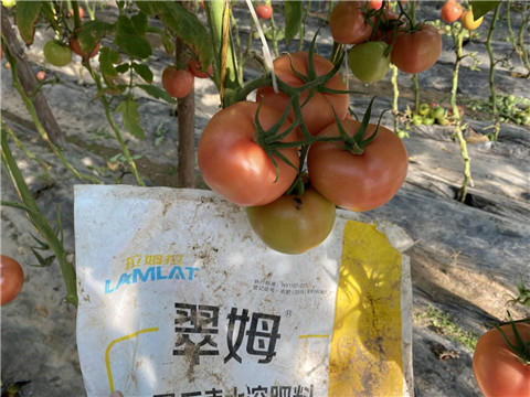 水溶肥，拉姆拉 