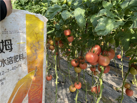 菌劑，水溶肥