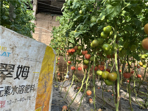 菌劑，水溶肥