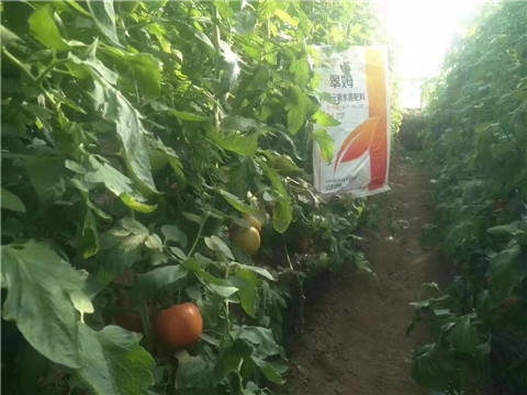 大量元素水溶肥，拉姆拉 