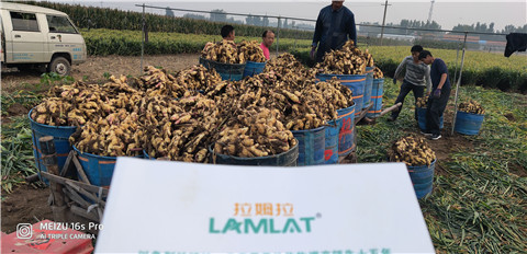 微生物菌劑，拉姆拉