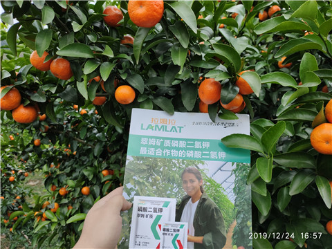 磷酸二氫鉀，葉面肥