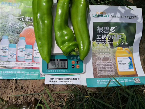 根碧多，拉姆拉