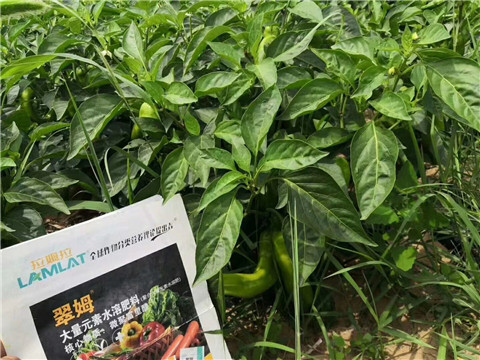 根碧多，拉姆拉