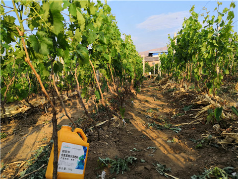生根劑，微生物菌劑