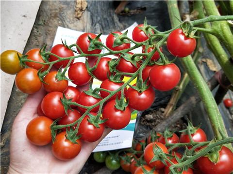 磷酸二氫鉀，鈣肥，根碧多