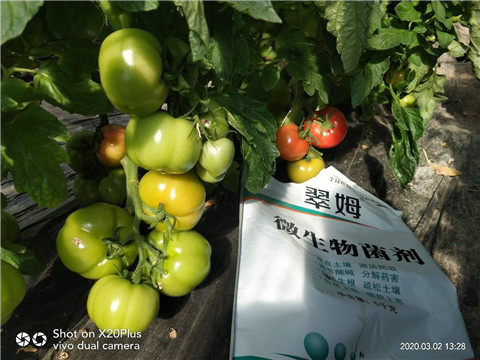 微生物菌劑，根碧多，磷酸二氫鉀
