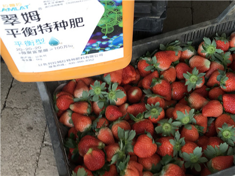 沖施肥，磷酸二氫鉀