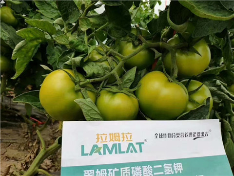 磷酸二氫鉀，鈣肥，水溶肥