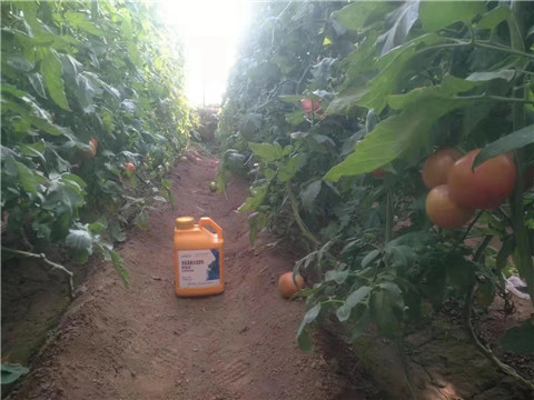 根碧多，微生物菌劑