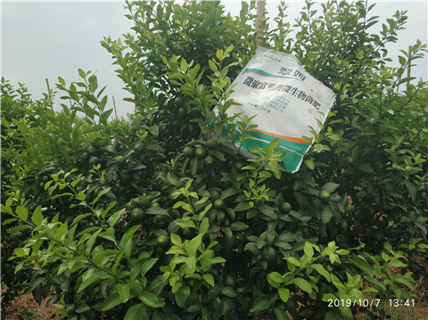 微生物菌劑，拉姆拉