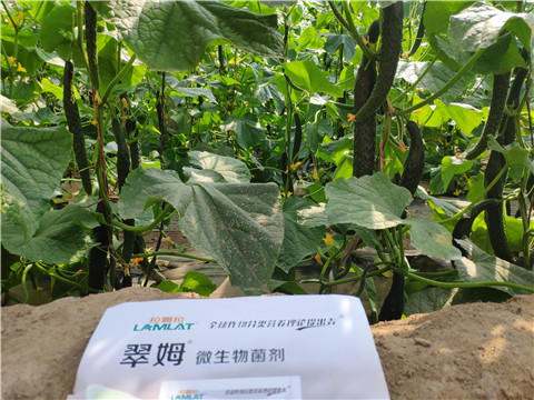 微生物菌劑，根碧多，水溶肥