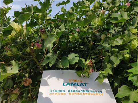 魚蛋白水溶肥，拉姆拉，翠姆