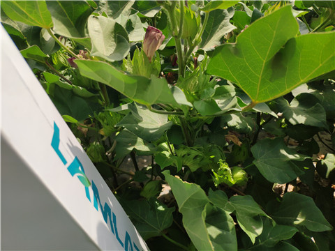 魚蛋白水溶肥，拉姆拉，翠姆