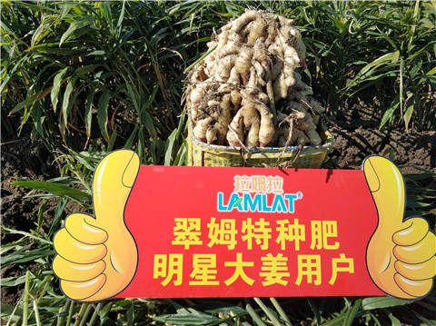 微生物菌劑，拉姆拉