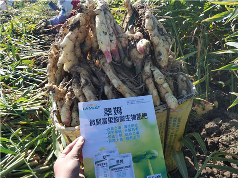 微生物菌劑，拉姆拉