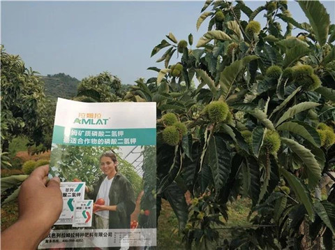 葉面肥，硼肥，磷酸二氫鉀