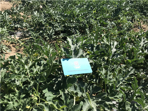 微生物菌劑，磷酸二氫鉀