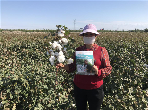 水溶肥,,棉花,拉姆拉 水溶肥,,棉花,拉姆拉