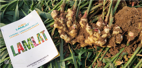 水溶肥，大姜，拉姆拉