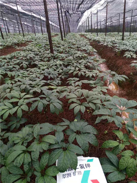 磷酸二氫鉀，安碧解，