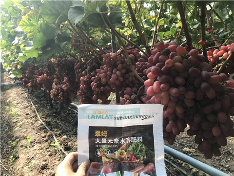 水溶肥，拉姆拉