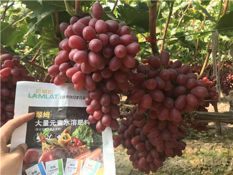 水溶肥，拉姆拉