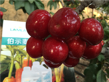 生根劑，微生物菌劑，拉姆拉，伯示麥