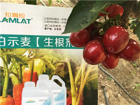 生根劑，微生物菌劑，拉姆拉，伯示麥