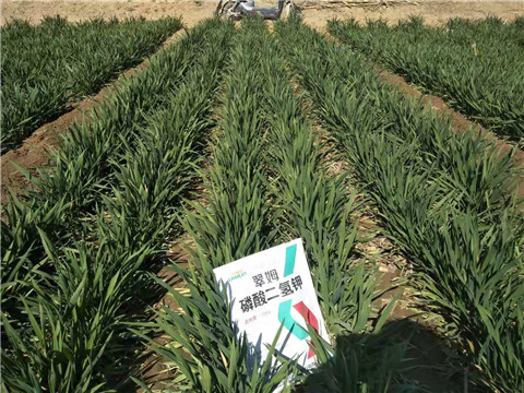 磷酸二氫鉀，葉面肥，拉姆拉