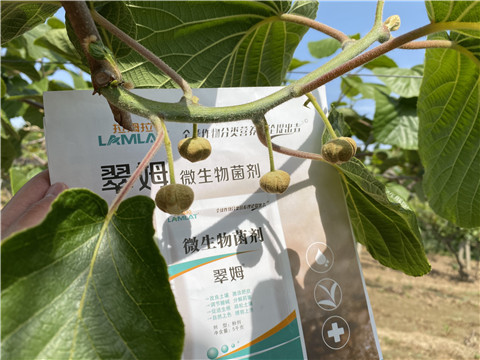 微生物菌劑，拉姆拉