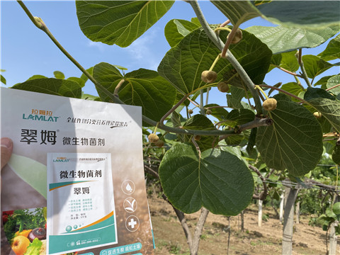 微生物菌劑，拉姆拉