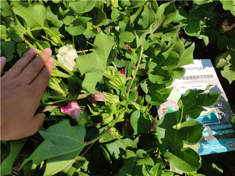 微生物菌劑，拉姆拉