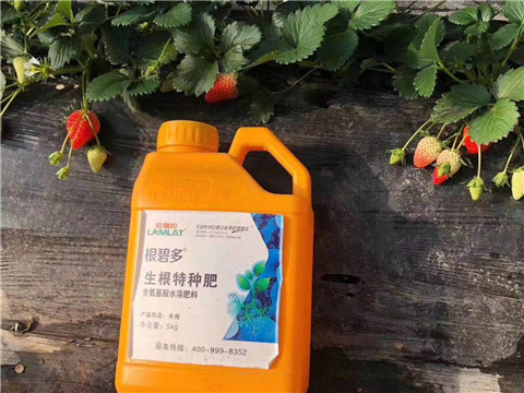 根碧多，微生物菌劑，拉姆拉