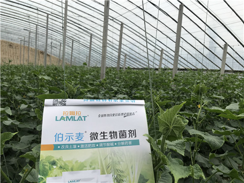 微生物菌劑，生根劑，拉姆拉